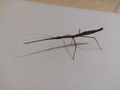 Exocnophila