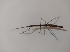 Exocnophila