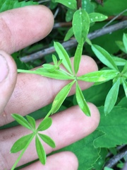 Galium mexicanum