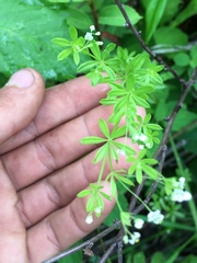 Galium mexicanum