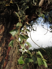 Passiflora bogotensis