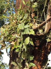 Passiflora bogotensis