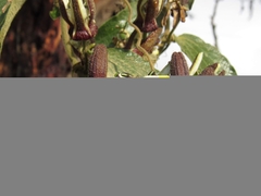 Passiflora bogotensis