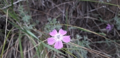Dianthus campestris