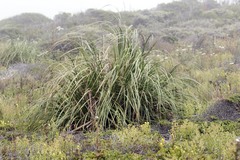 Cortaderia jubata