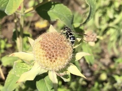 Pachodynerus californicus