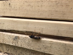 Urocerus flavicornis