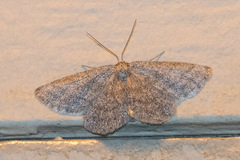 Scopula frigidaria