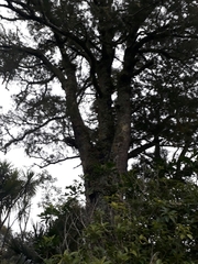 Dacrydium cupressinum