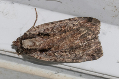 Eueretagrotis attentus