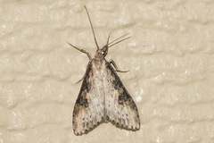Udea itysalis