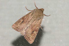 Apamea inficita