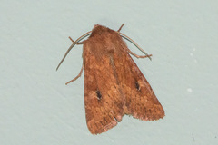 Apamea inficita