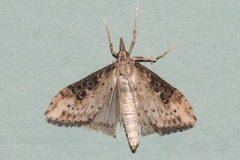 Udea itysalis