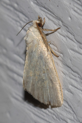 Protodeltote albidula