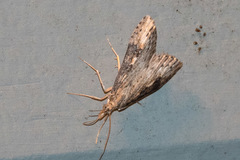 Udea itysalis