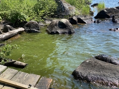 Dolichospermum lemmermannii