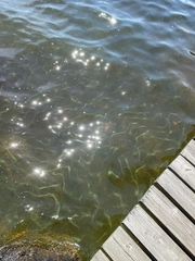 Dolichospermum lemmermannii