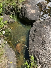 Dolichospermum lemmermannii