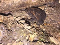 Bufo bufo