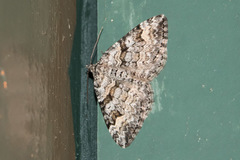 Xanthorhoe abrasaria