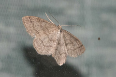 Scopula frigidaria