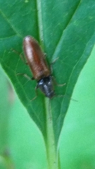Hemicrepidius pallidipennis