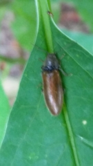 Hemicrepidius pallidipennis