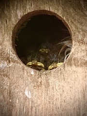 Troglodytes troglodytes