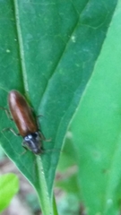 Hemicrepidius pallidipennis