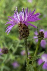 Centaurea × moncktonii