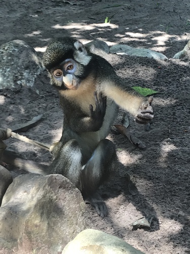 Congo Basin Red-tailed Monkey