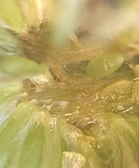 Geum macrophyllum perincisum