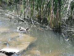 Anas platyrhynchos