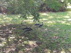 Corvus cornix