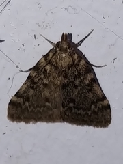 Aglossa pinguinalis