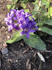 Campanula glomerata