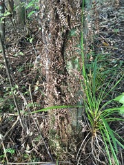 Blechnum filiforme