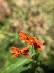 Asclepias tuberosa