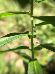 Asclepias tuberosa