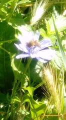 Apis mellifera