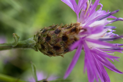 Centaurea × moncktonii