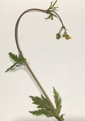 Geum macrophyllum perincisum