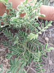 Sophora nuttalliana