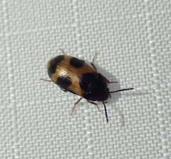 Mycetophagus punctatus