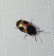 Mycetophagus punctatus