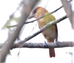 Pachyramphus homochrous