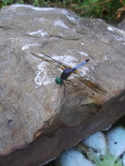 Pachydiplax longipennis