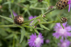 Centaurea × moncktonii