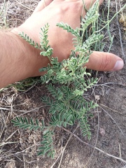 Sophora nuttalliana